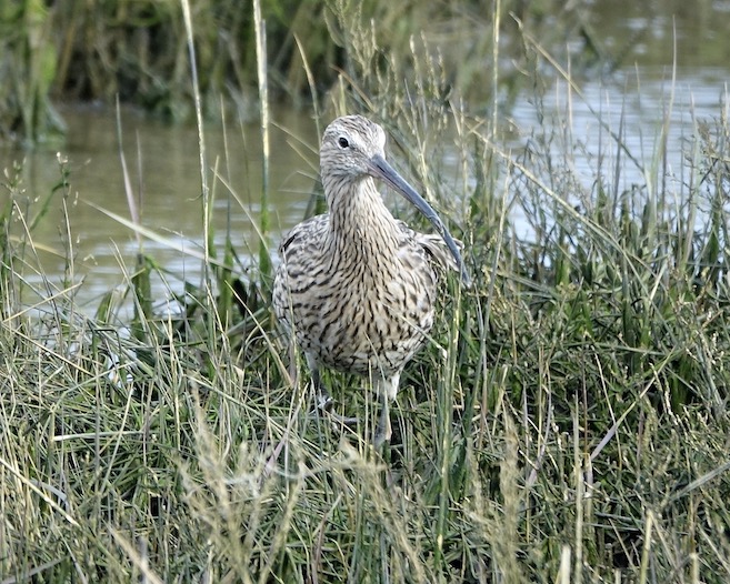 curlew